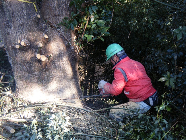 筆山公園整備活動パートⅡ(第298号)_e0138321_2592626.jpg