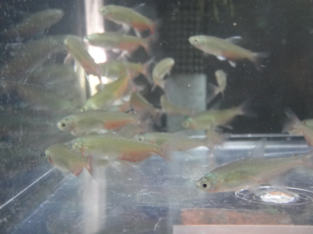 熱帯魚・水草_f0189122_138178.jpg