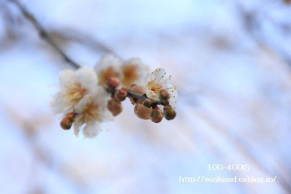 【一覧】　1月下旬撮影の花と緑の振興センターシリーズ_c0080036_22505843.jpg