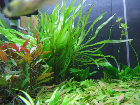 水草入荷情報 メディアニュース 水草入荷情報 メディアニュース