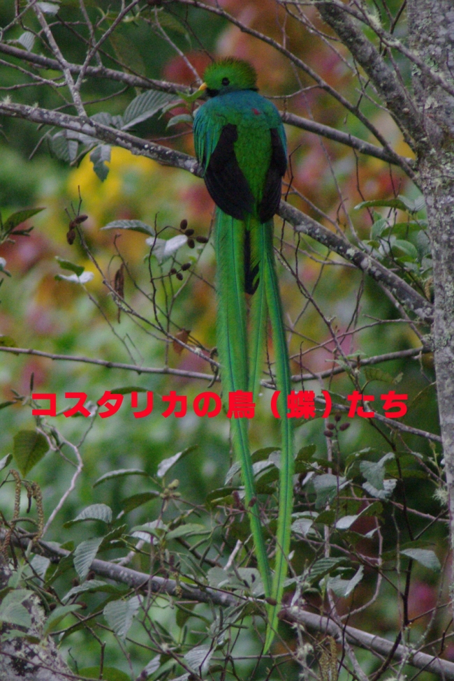 コスタリカの鳥たち_b0144049_1455186.jpg