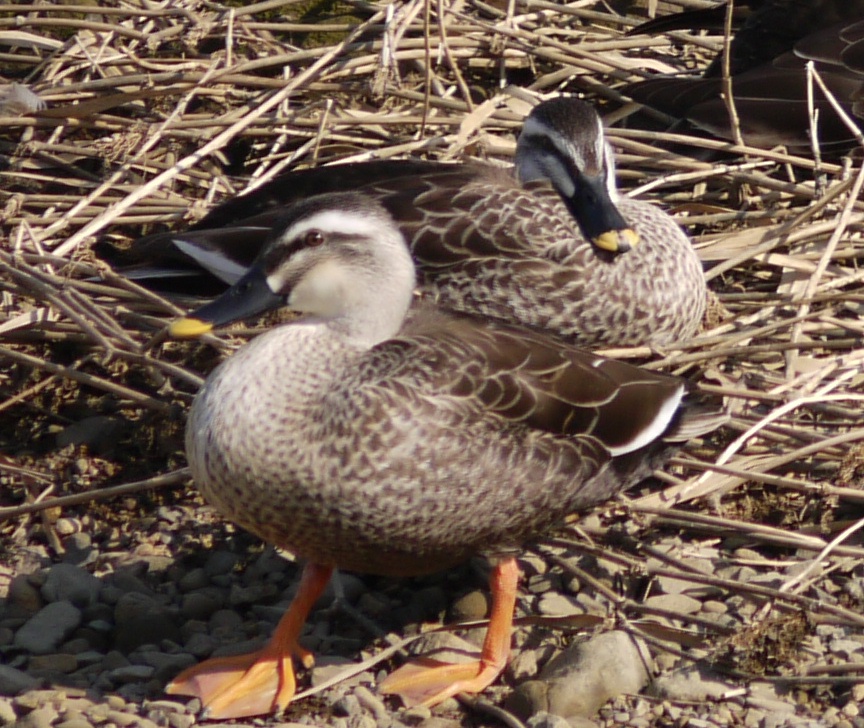 河原に群れる（オオ？）カワラヒワ_e0094349_1504835.jpg