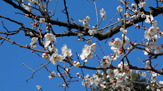 早春の小田原城址公園_b0041473_1725537.jpg