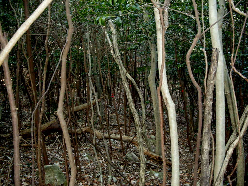b0185573_10362541.jpg