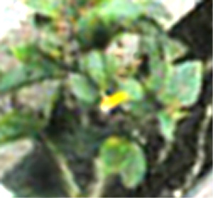 e0103408_1084955.jpg