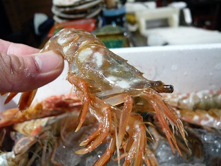 活けガスエビ_f0157910_15361931.jpg