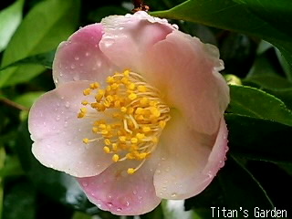 茶々姫 ｔｉｔａｎ ｓ ｇａｒｄｅｎ