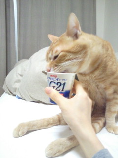 いろんなトラちゃん_f0178313_2262297.jpg