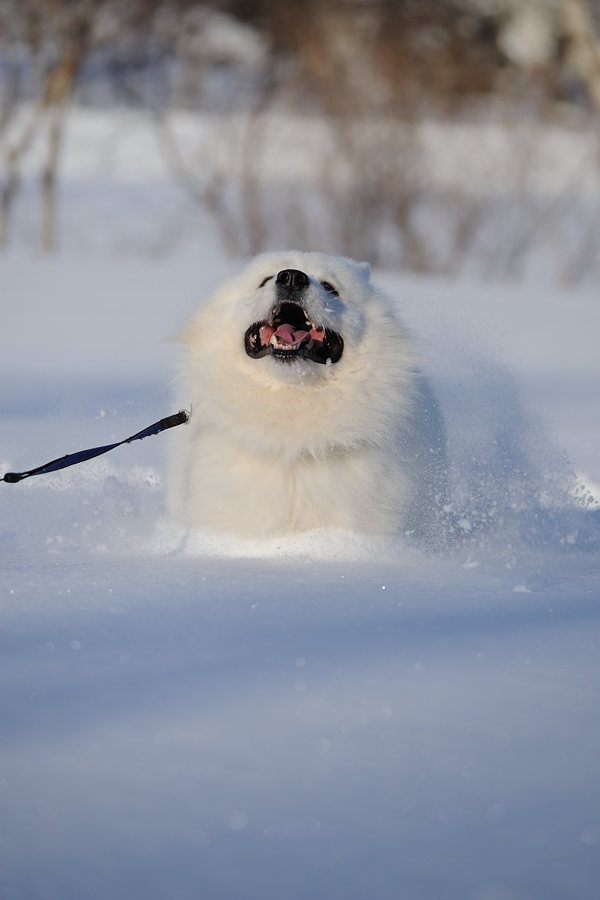 雪遊び～♪_b0146024_19422292.jpg