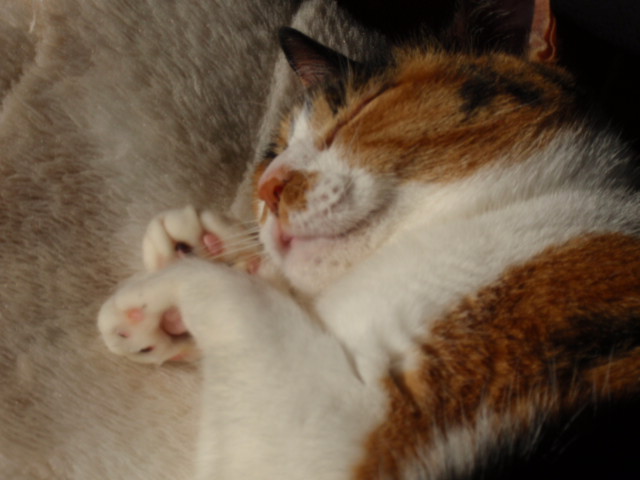d0078350_10474466.jpg