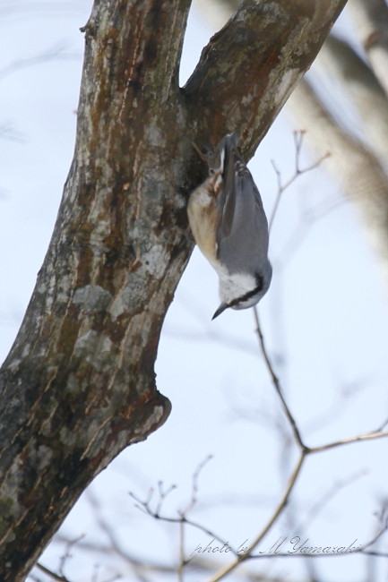 お山で逢った　ゴジュウカラ_c0217255_1923761.jpg