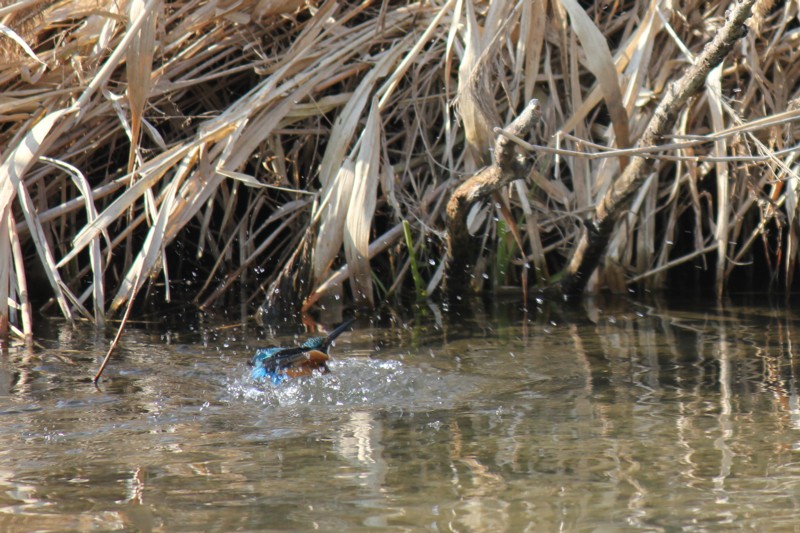 カワセミの川_a0183666_10284827.jpg