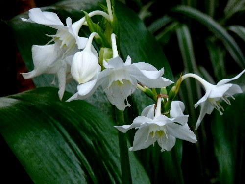 アマゾンリリー ヒガンバナ科 野に咲く北国の花
