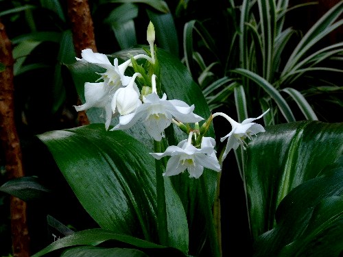 アマゾンリリー ヒガンバナ科 野に咲く北国の花