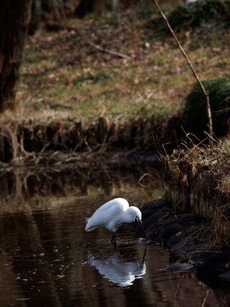 セツブンソウ_a0161380_190772.jpg