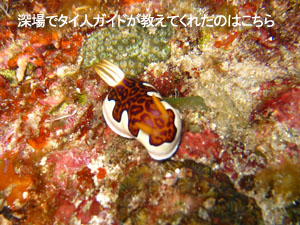 シミラン2度目はクルーズで♪_f0144385_22231381.jpg