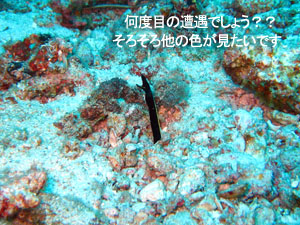 シミラン2度目はクルーズで♪_f0144385_22233610.jpg