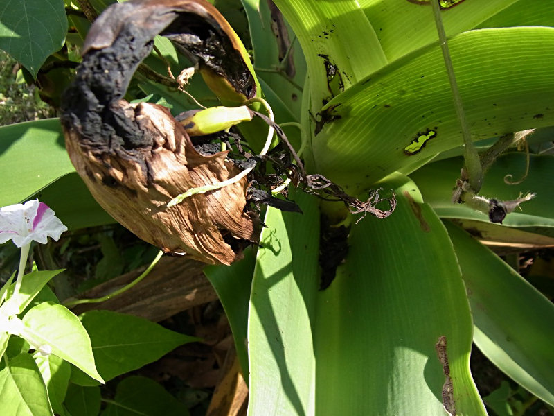 ハマオモトヨトウ（西公園 2010/10/27撮影）_f0204094_20473463.jpg