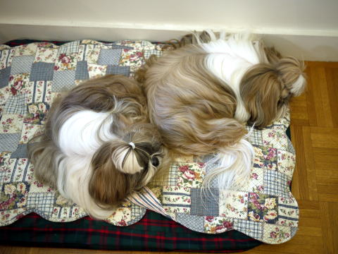 多頭飼いは・・・・_c0090198_2483618.jpg