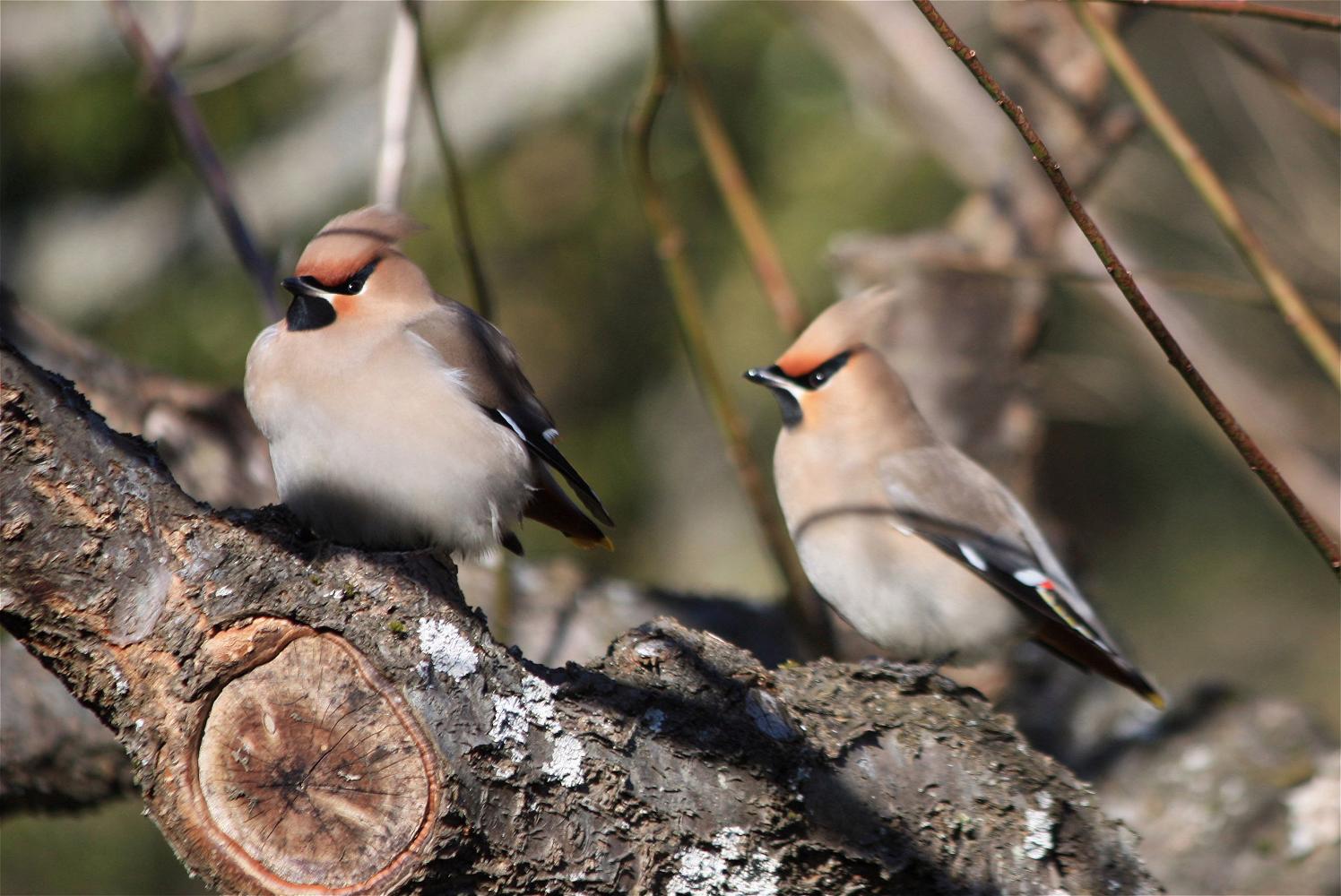 珍客 キレンジャク 黄連雀 椿壽菴だより