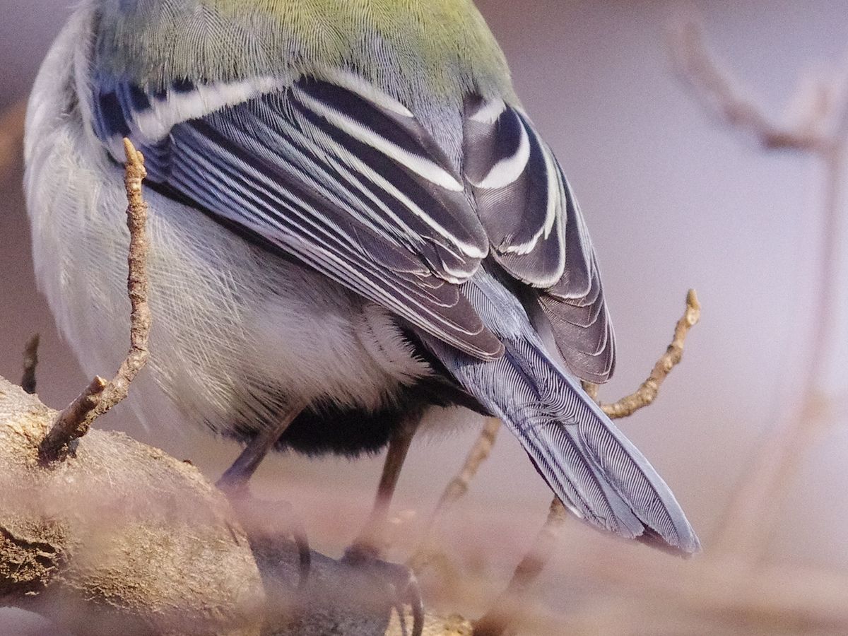 思いっきりシジュウカラ！_a0031821_19472560.jpg