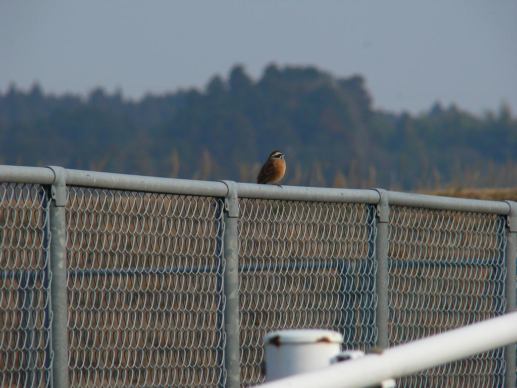 手抜き野鳥観察～！_b0190921_18174763.jpg