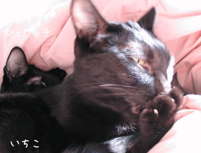 a0166338_2230052.gif
