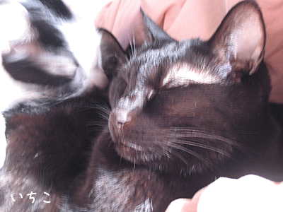 a0166338_22305965.gif