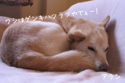 a0166338_22364455.gif