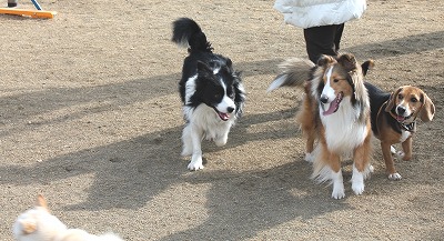 ダメ犬合宿なるものに参加してきたワン♪_e0195743_2464520.jpg