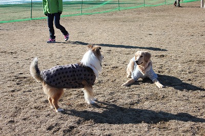 ダメ犬合宿なるものに参加してきたワン♪_e0195743_324356.jpg