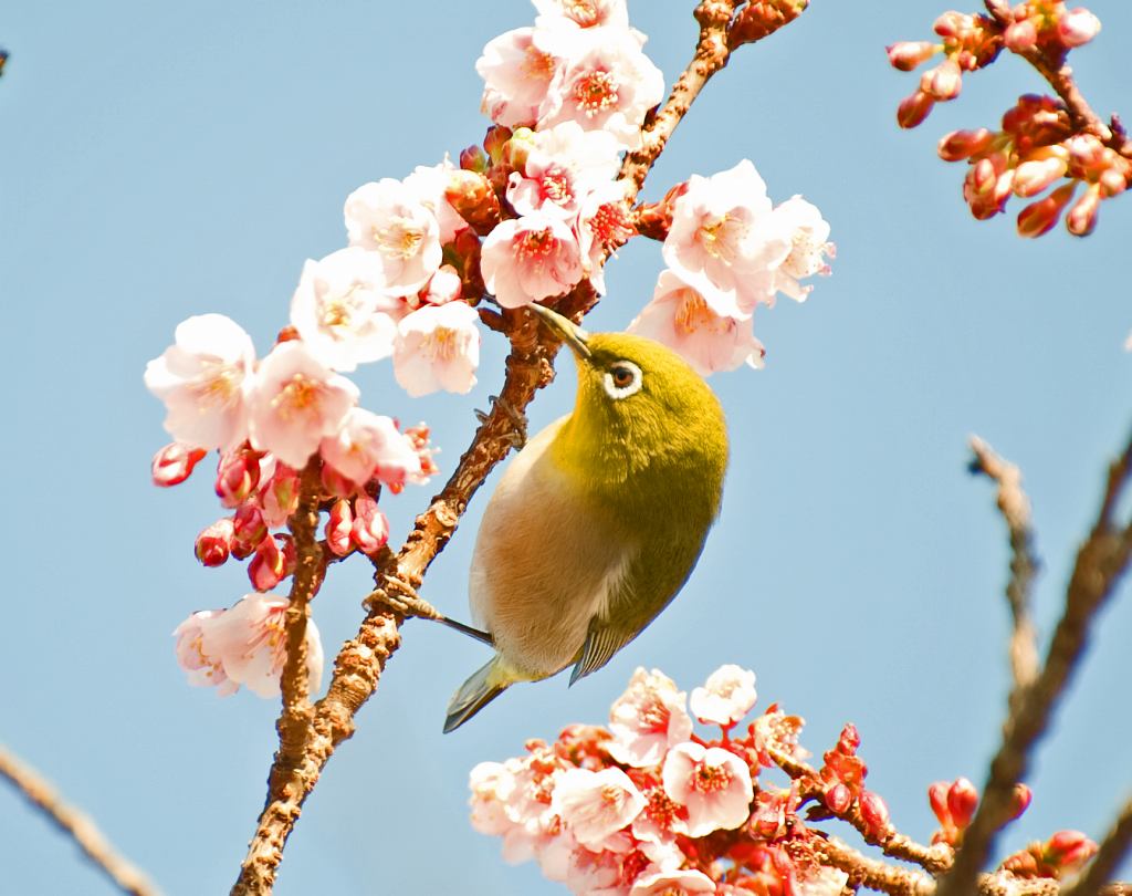 緋寒（ヒカン）桜_c0024254_15372096.jpg