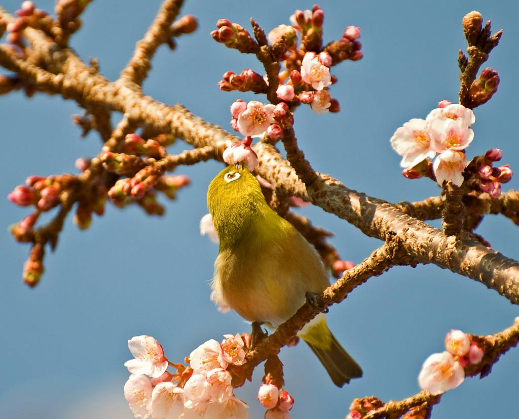 緋寒（ヒカン）桜_c0024254_15373640.jpg