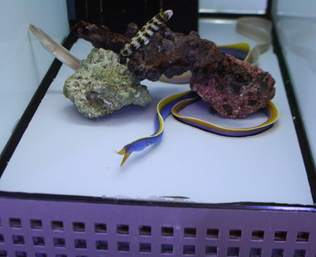 土曜日の男 ビーボックスアクアリウム 海水魚 サンゴ情報