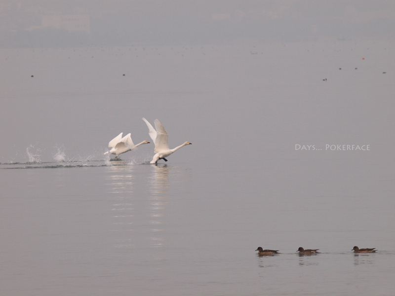 2011 志那浜　 18 志那浜飛来2羽_d0079559_1961064.jpg