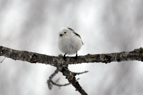 雪中シマエナガとエゾフクロウなど。_b0165760_19152415.jpg