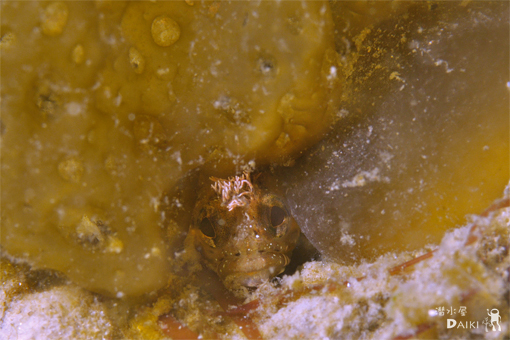 e0158261_5132837.jpg