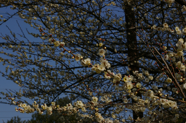 梅、開花_a0186568_929513.jpg