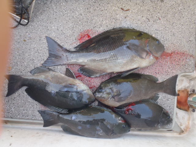 2月4日、5日の釣果_a0077071_16103293.jpg