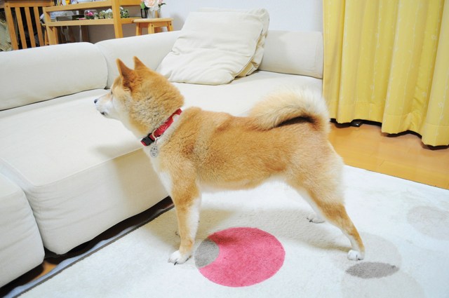 ずいぶんご機嫌のようで・・・_a0126590_542594.jpg