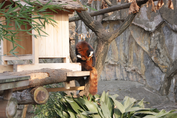 野毛山動物園 その１_e0205113_13421249.jpg