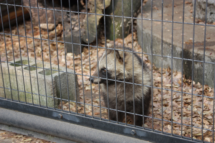 野毛山動物園 その１_e0205113_1343451.jpg