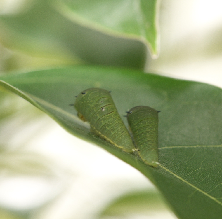 蛹化しました！（アオスジアゲハ、ヒメアカタテハ）　埼玉県内20110205_a0126632_19405092.jpg