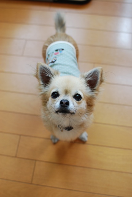 ハーフ兄妹さん宅の新しい家族_c0099133_4182129.jpg