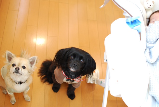 ハーフ兄妹さん宅の新しい家族_c0099133_418535.jpg