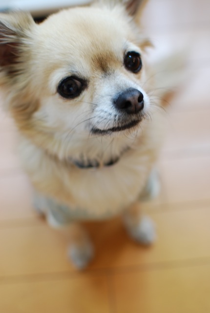 ハーフ兄妹さん宅の新しい家族_c0099133_419442.jpg