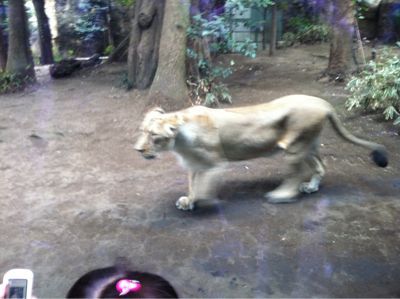 上野動物園での休日_f0141246_2223311.jpg