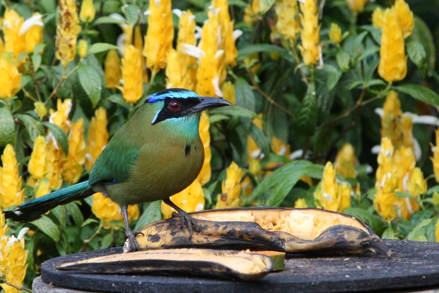 コスタリカの鳥たち（３）_b0144049_1133549.jpg