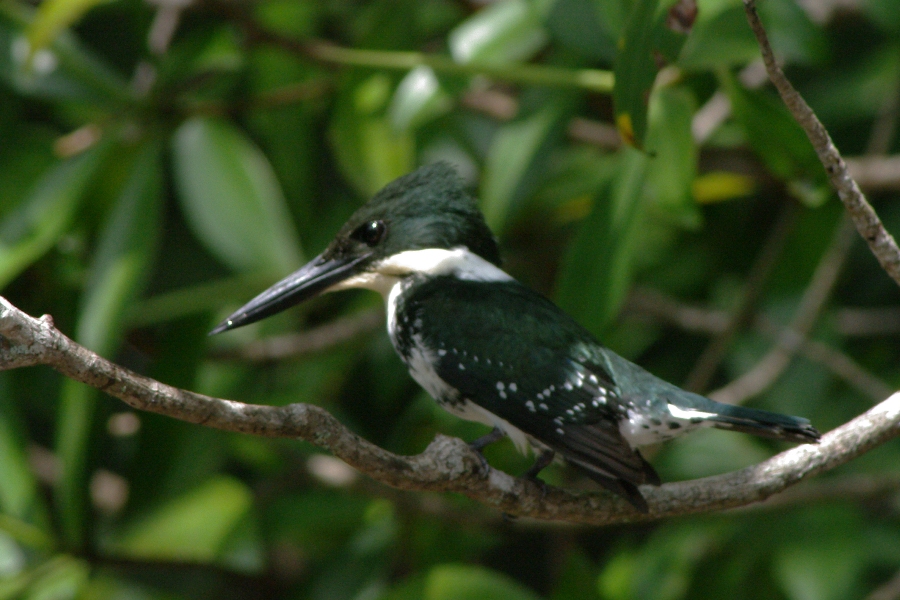 コスタリカの鳥たち（３）_b0144049_11491245.jpg