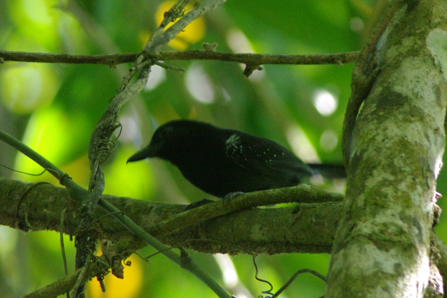 コスタリカの鳥たち（３）_b0144049_14501636.jpg